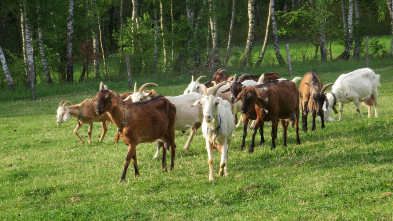 Maringotka Na Samote Na Kozi Farme Pobezovice Exterior foto